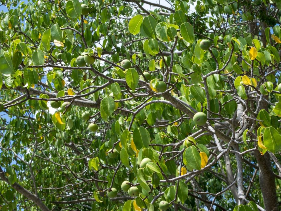 hippomane mancinella