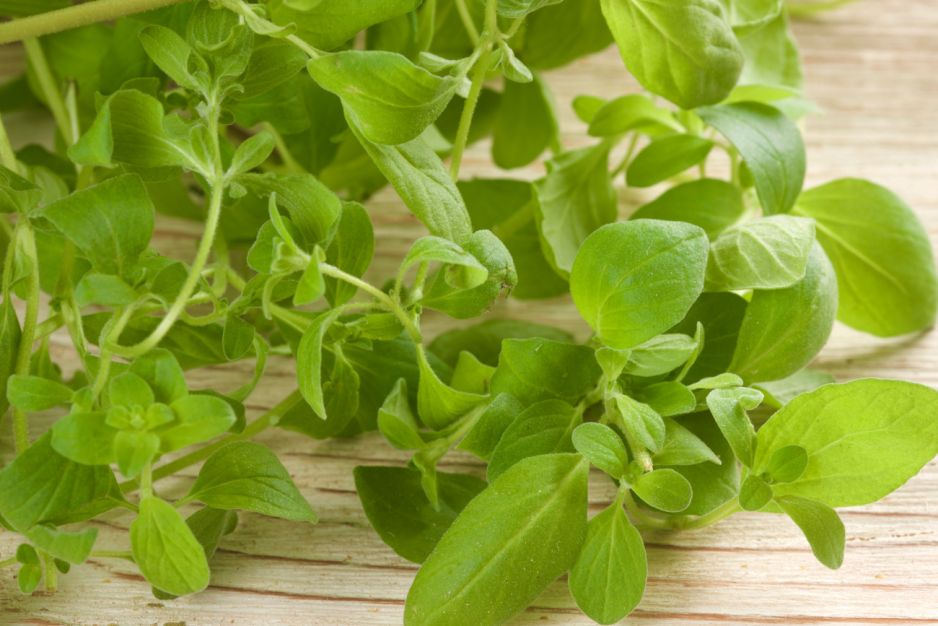 Oregano