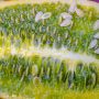 kiwano