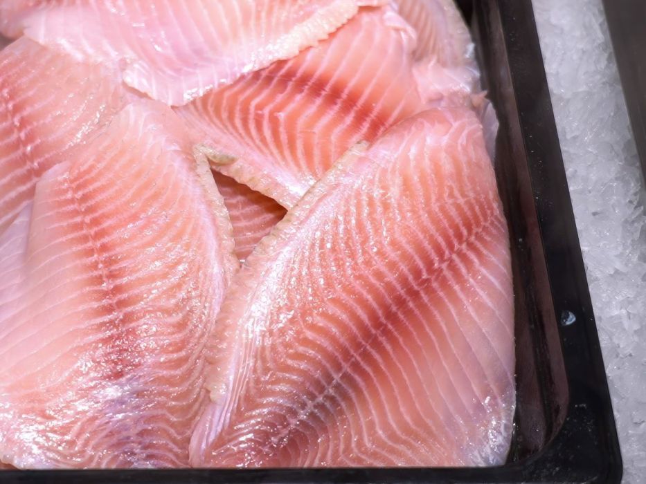 tilapia ryba