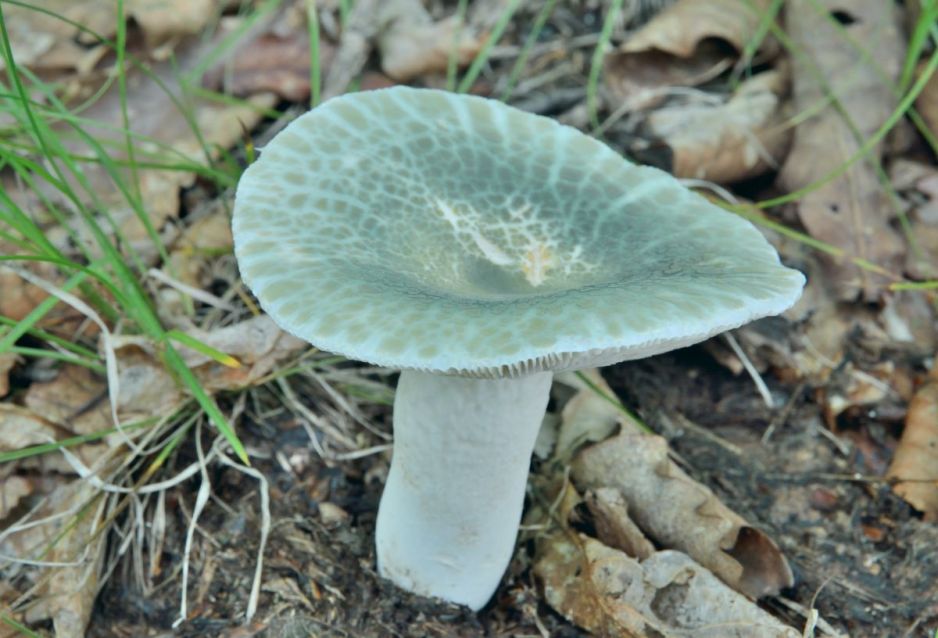 gołąbek zielonawy