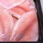 tilapia ryba